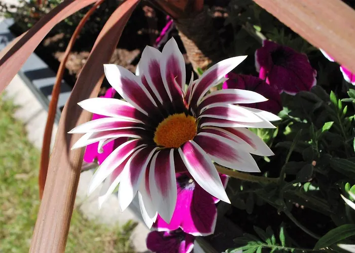 Отель Ariane & 3*